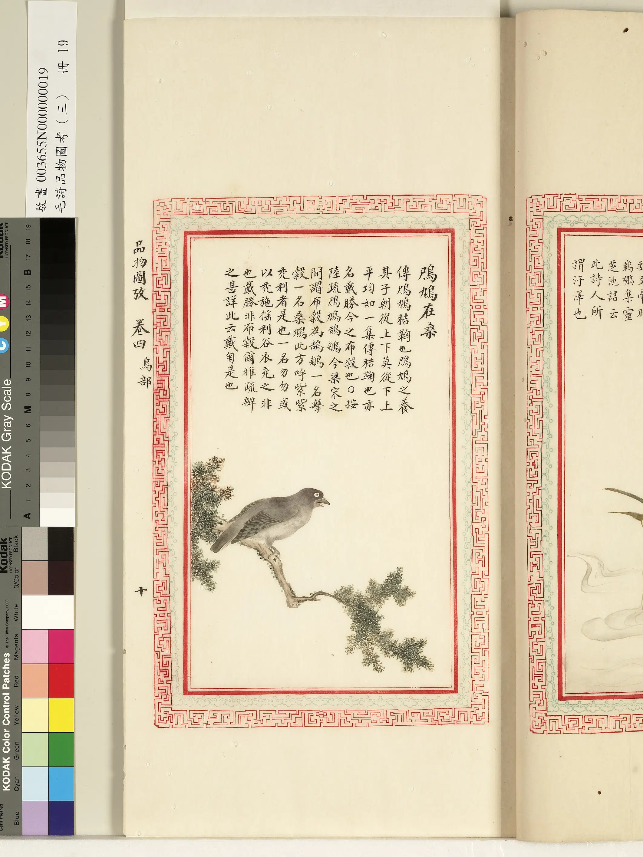 清朝【佚名】《毛诗品物图考（三）册-鸤鸠在桑-1》