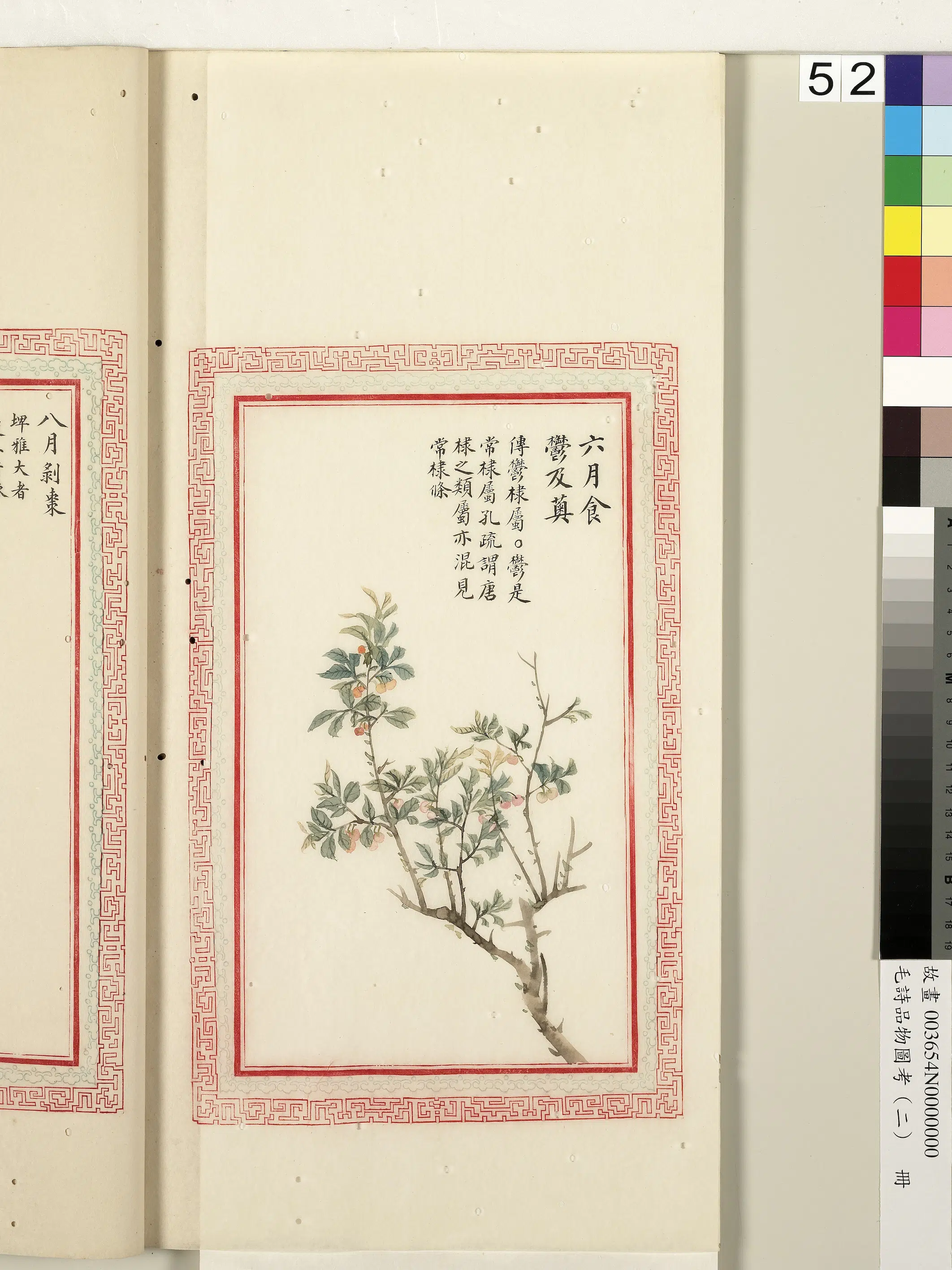 清朝【佚名】《毛诗品物图考（二）册-六月食郁及薁-1》