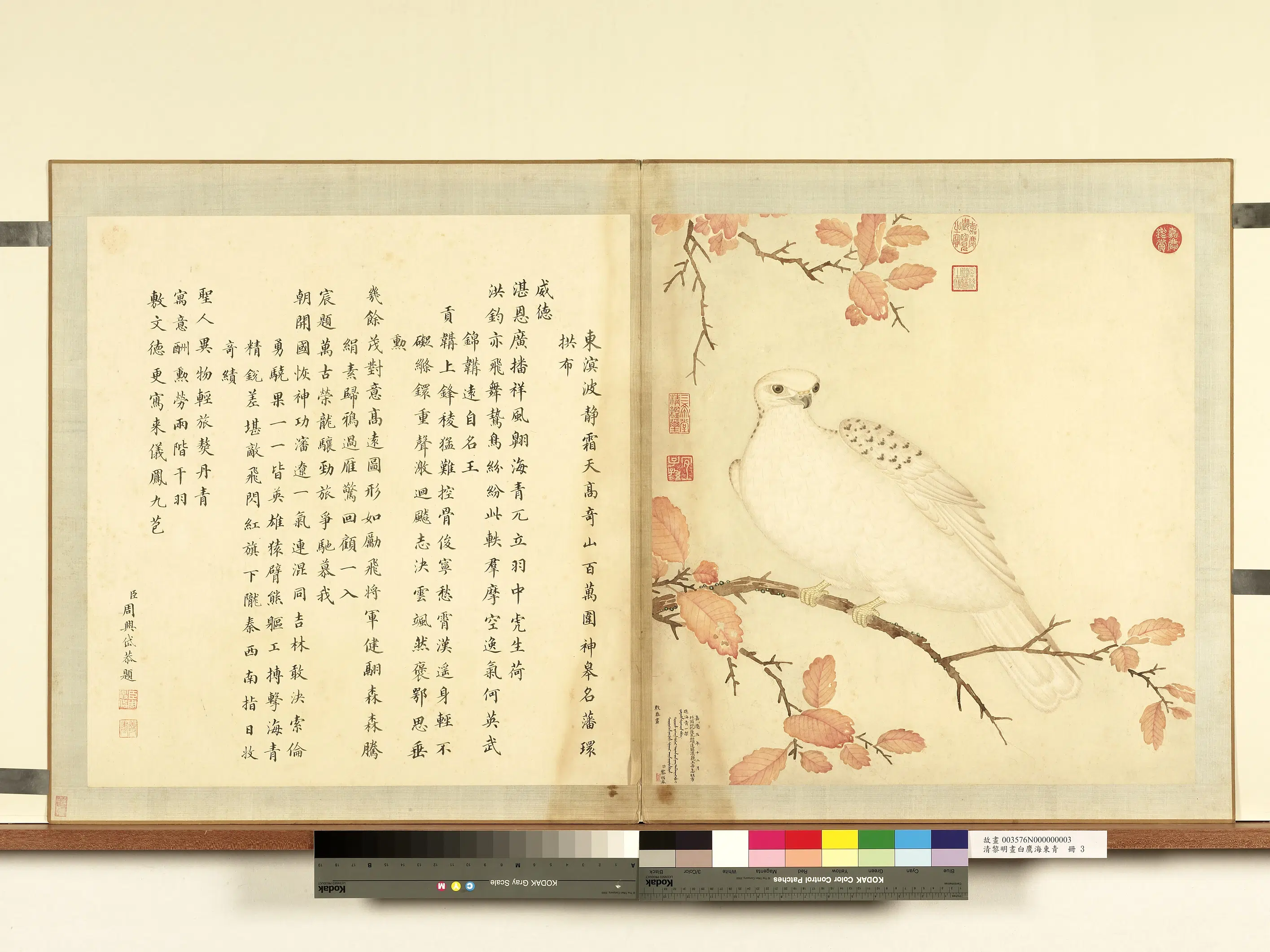 清代【黎明】《画白鹰海东青册-海东青》