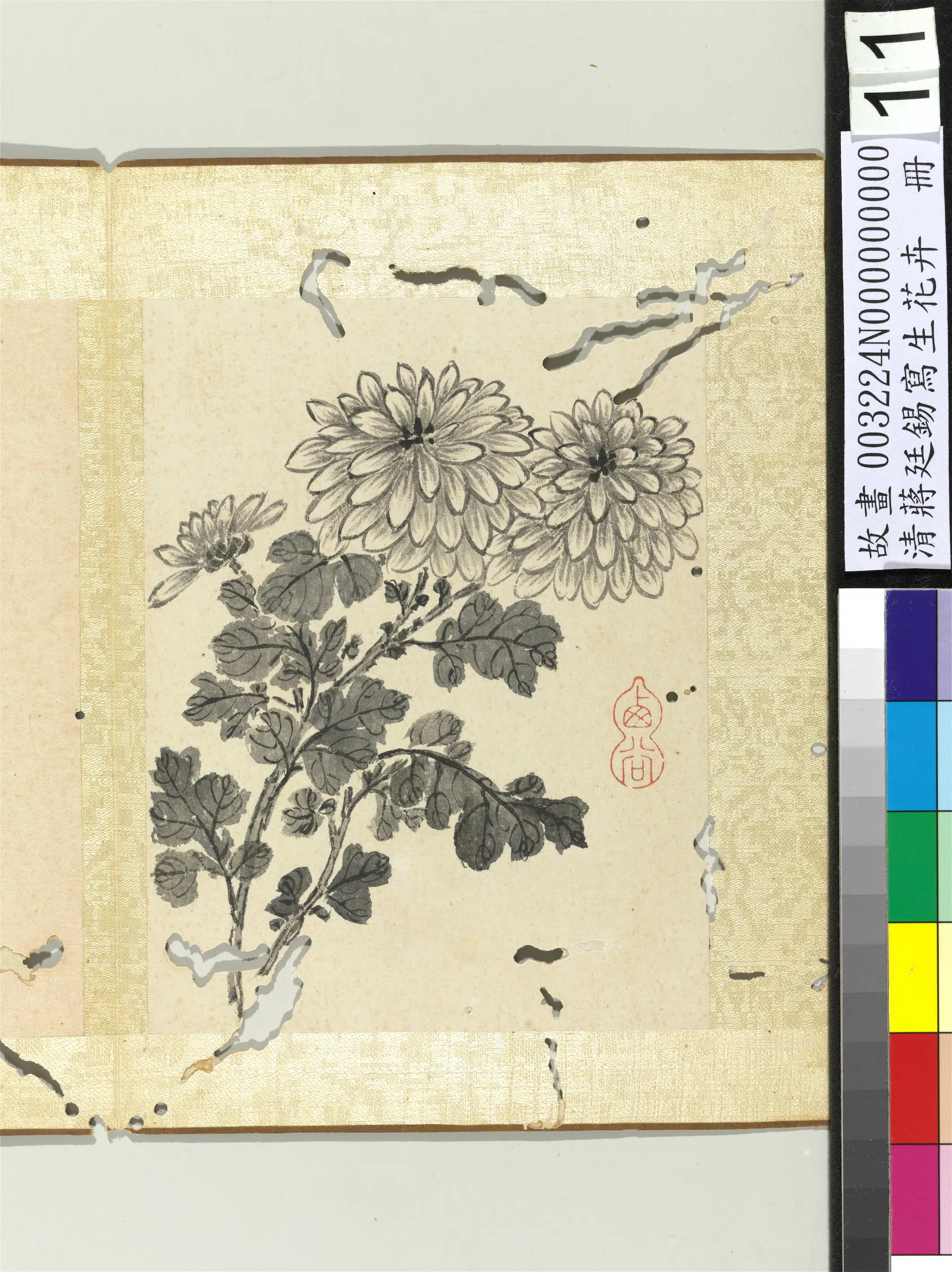清代【蒋廷锡】《写生花卉册-菊花》