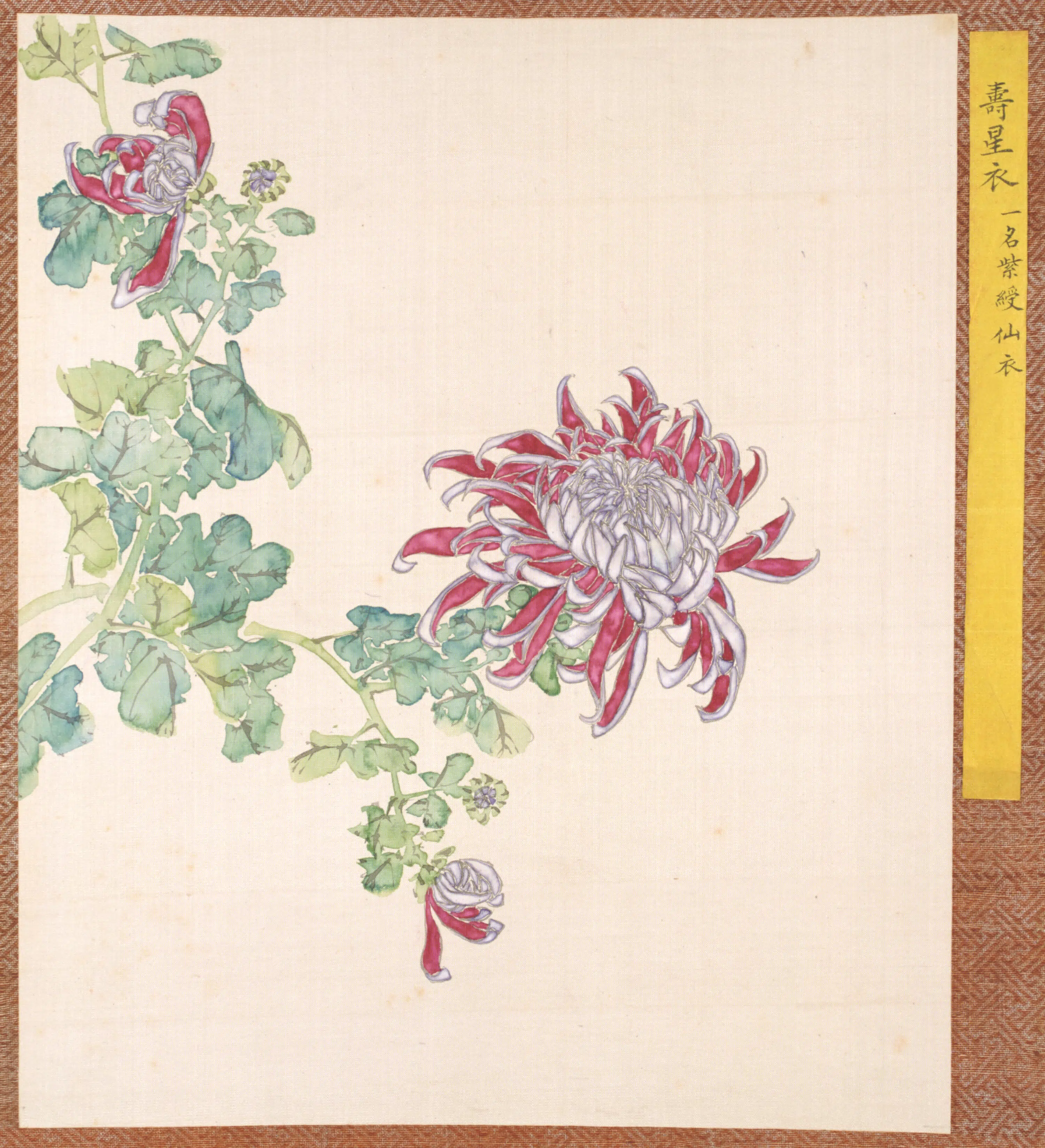 清代【清人】《菊谱册-3》 第1张