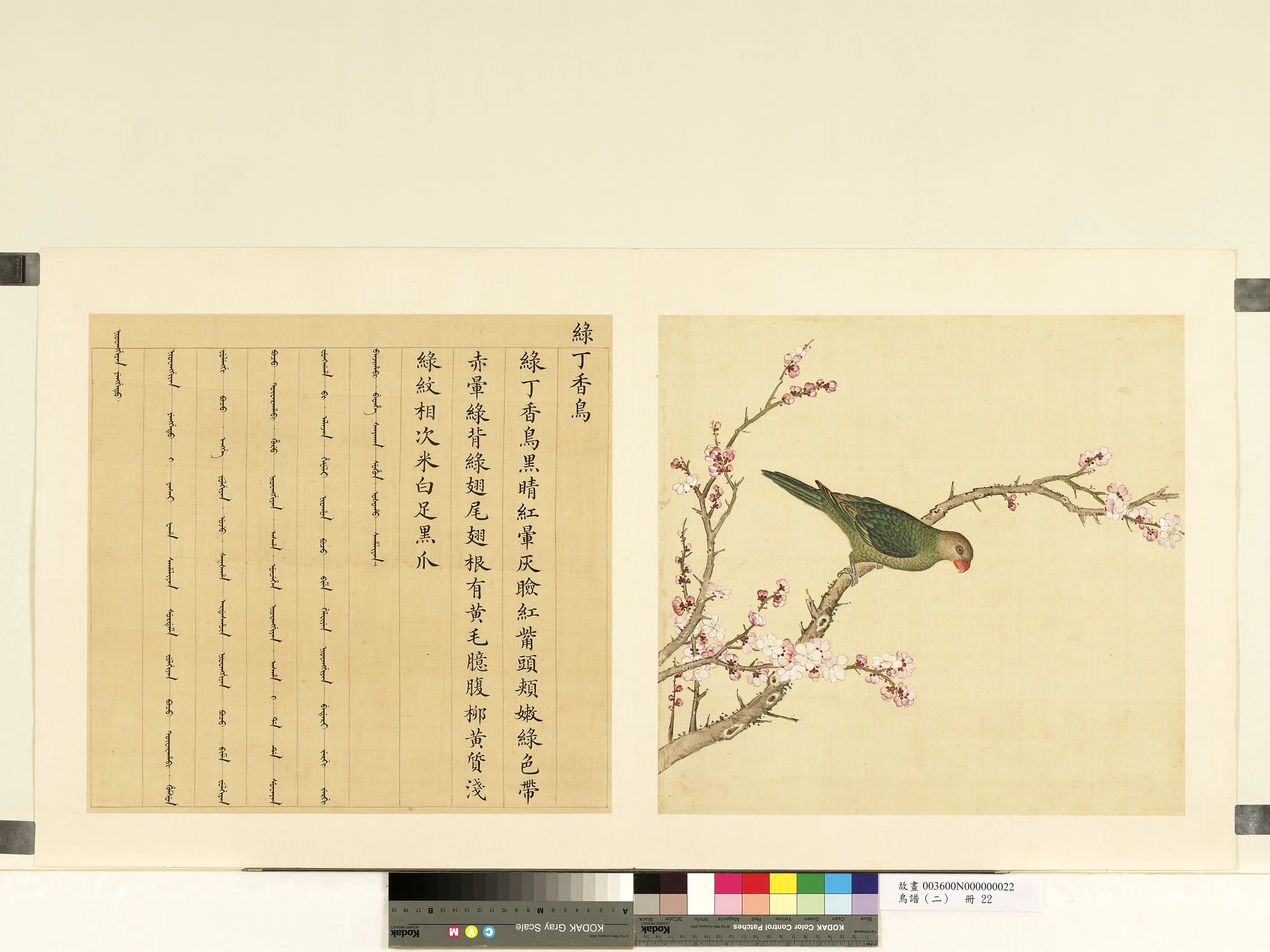《鸟谱（二）册》 第16张
