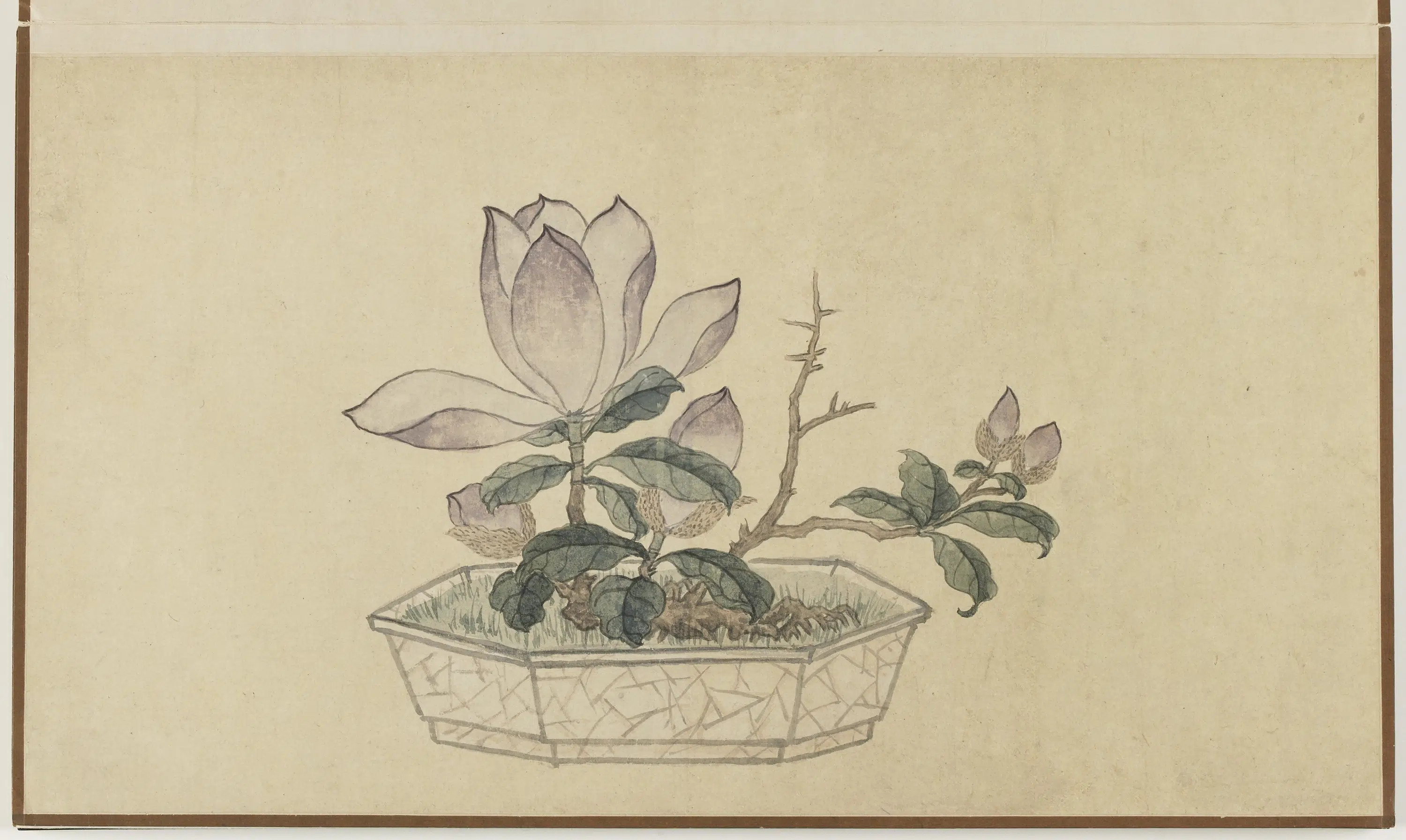 明朝【孙克弘】《盆石花卉册-玉兰》