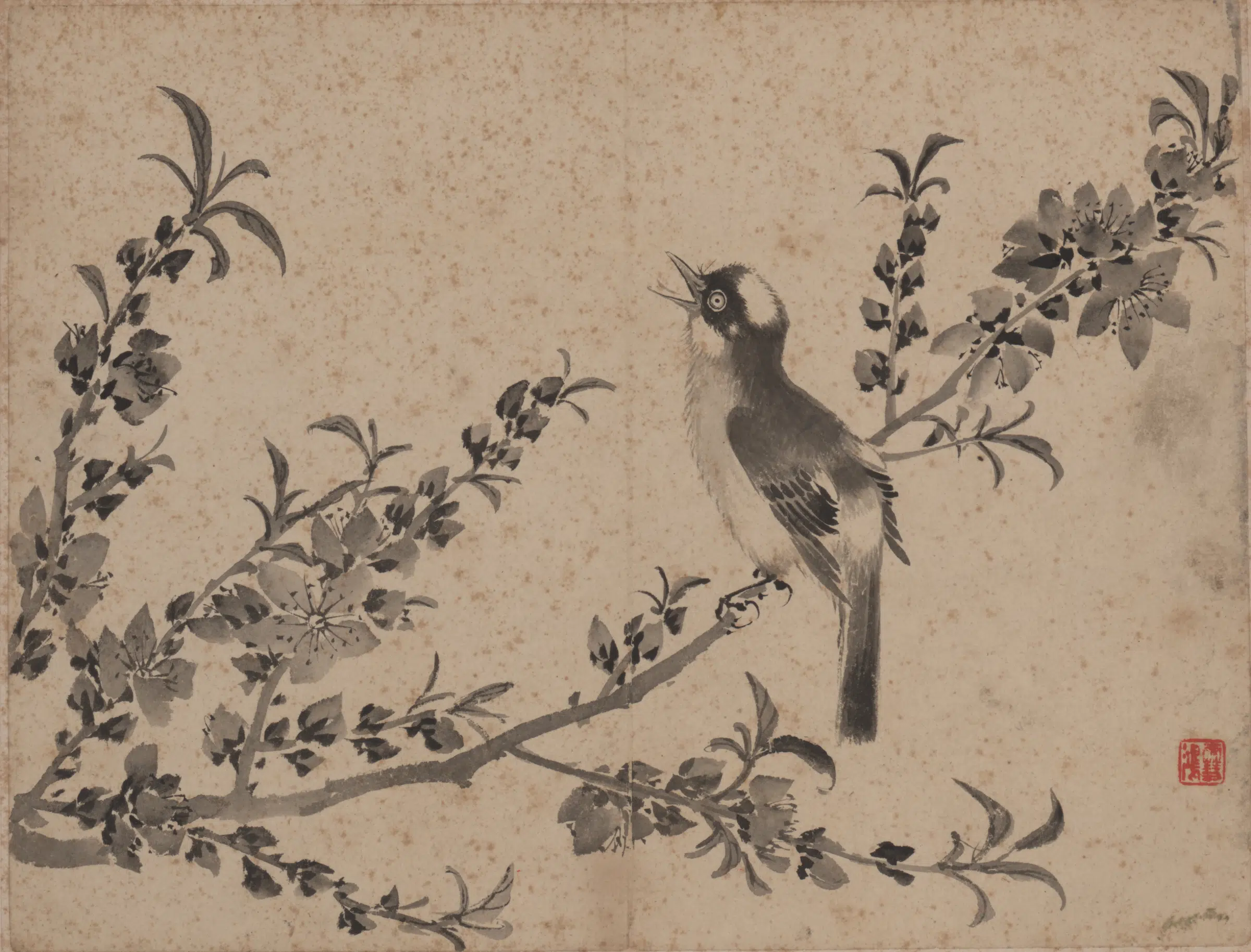 【张敔】《花卉图册-4》