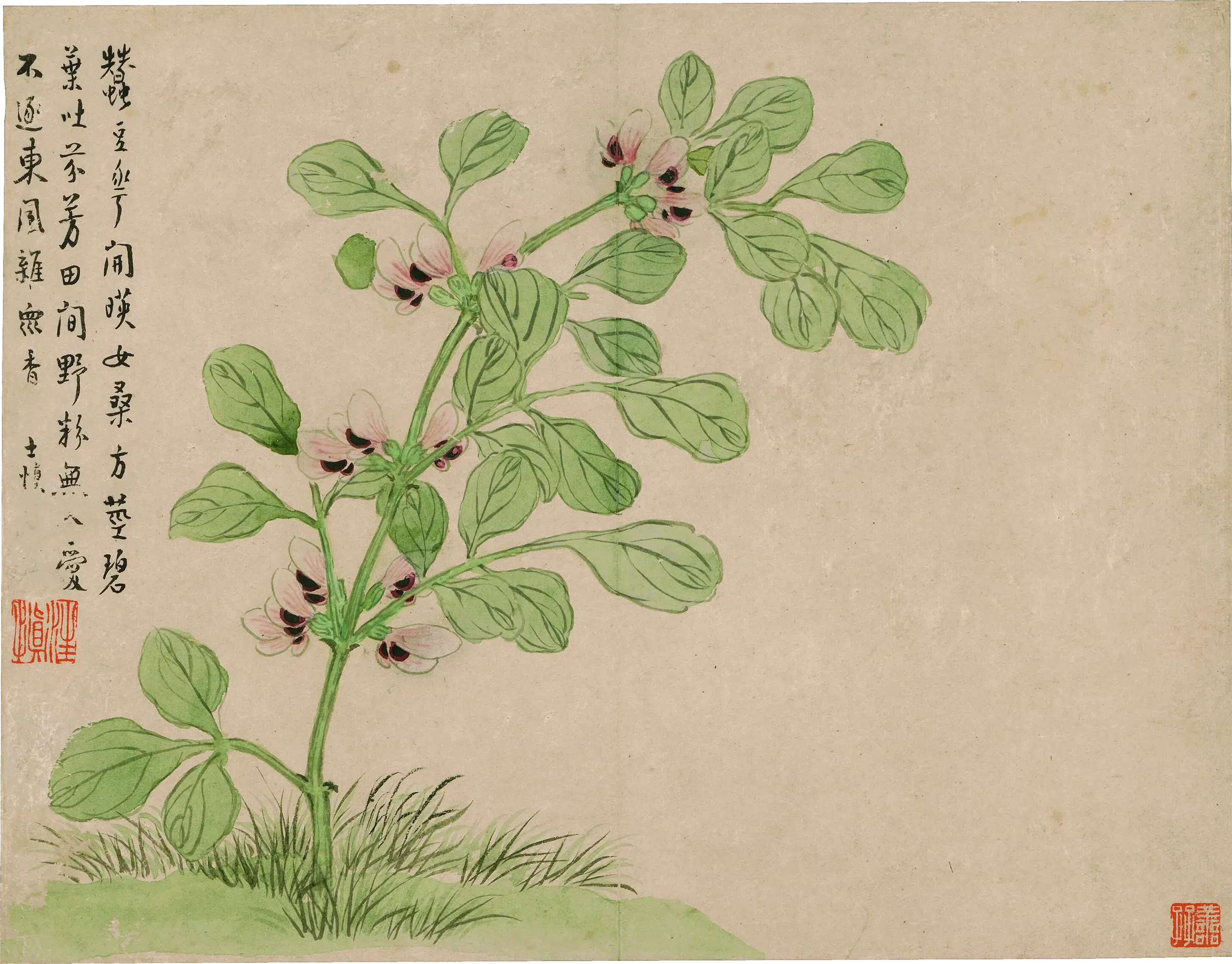 清代【汪士慎】《花卉图册-1》