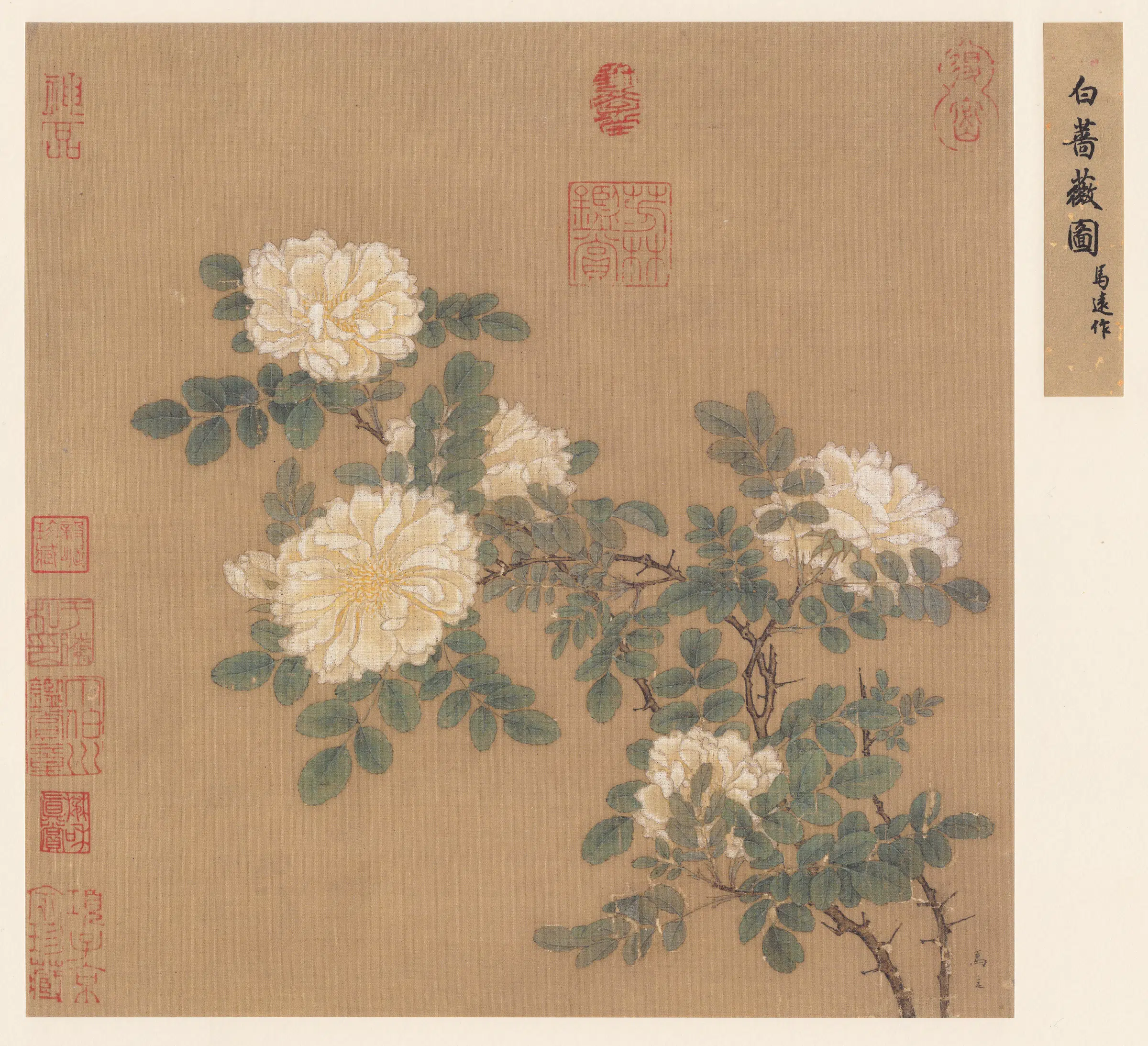 宋代【马远】《白蔷薇绢》